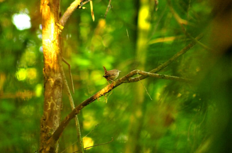 Pullo di scricciolo  con domanda....